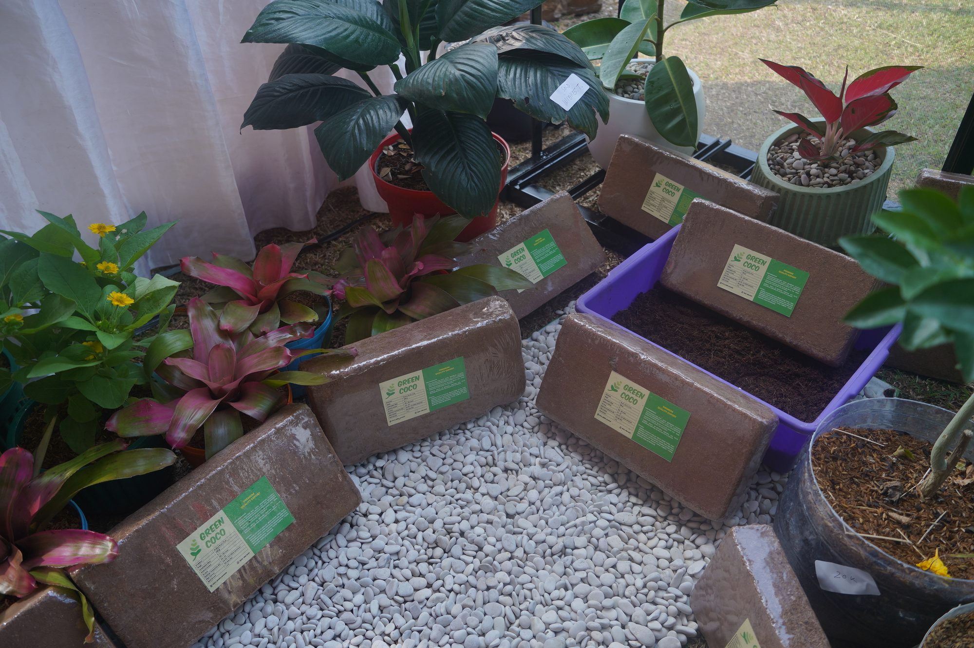 Green Coco Mandiri cocopeat blocks displayed with plants