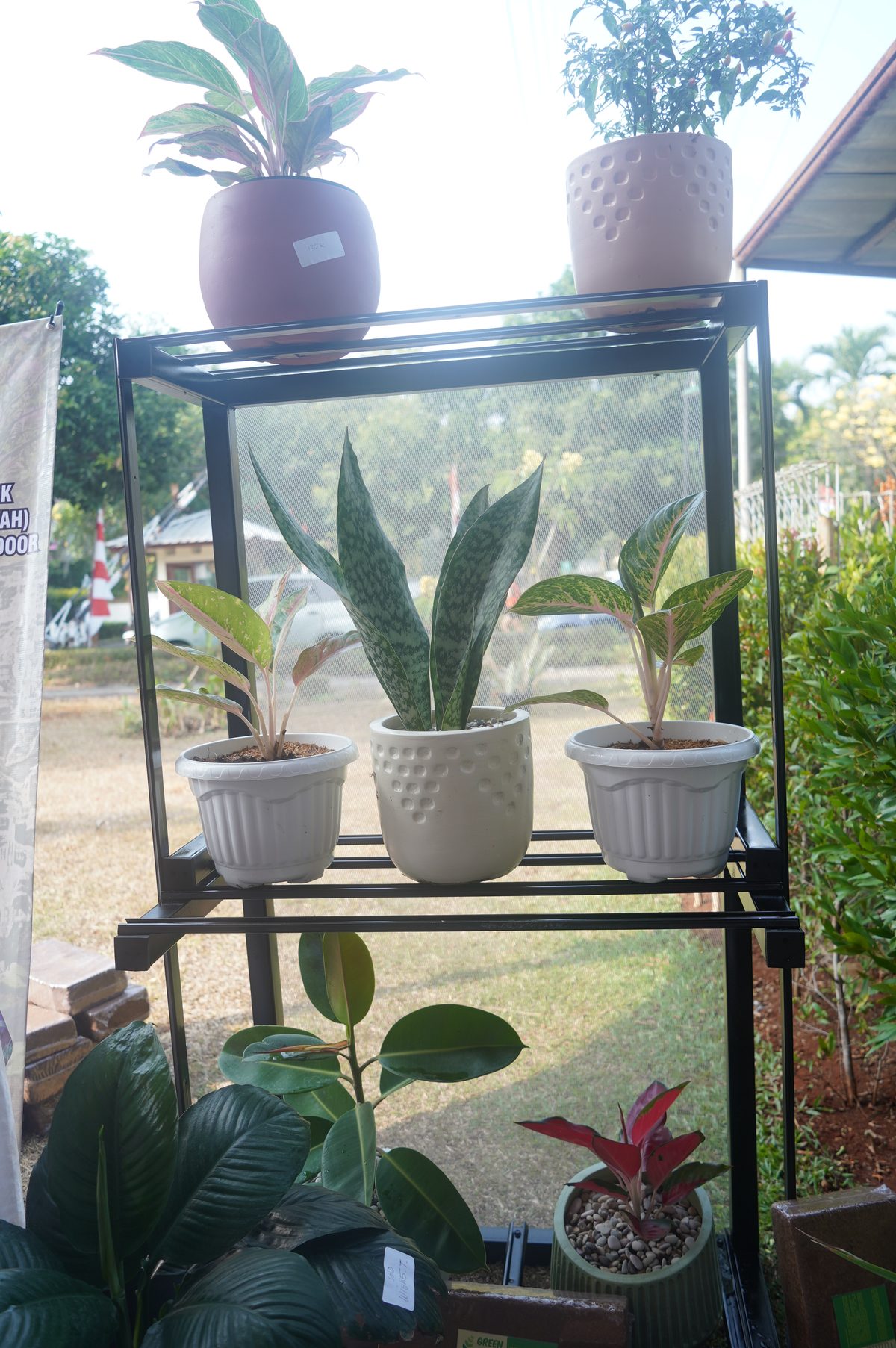 Cocopeat growing media in use with potted plants